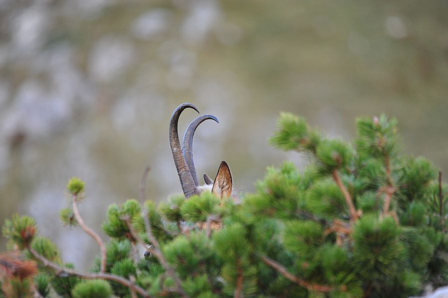 Camoscio appenninico - Rupicapra pyrenaica ornata