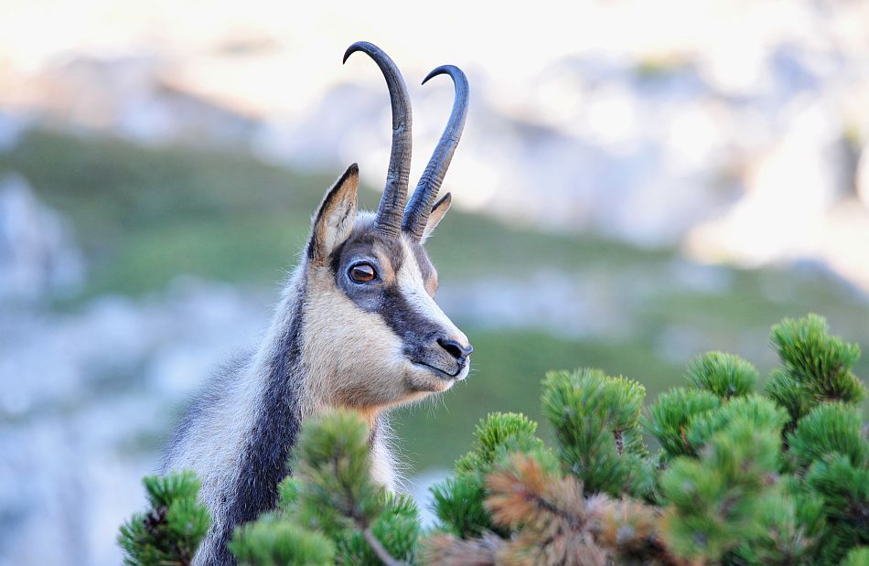 Camoscio appenninico - Rupicapra pyrenaica ornata