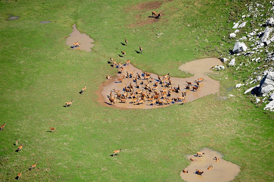 Bramiti nel Parco Nazionale d''Abruzzo