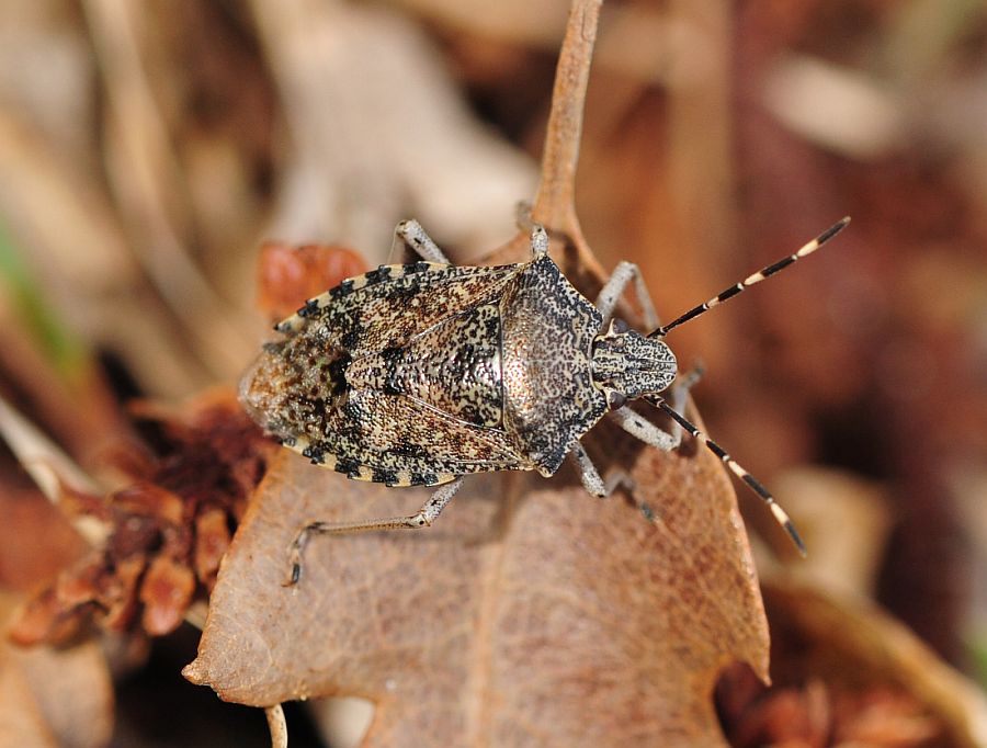 Pentatomidae: Rhaphigaster nebulosa dell''Abruzzo (AQ)