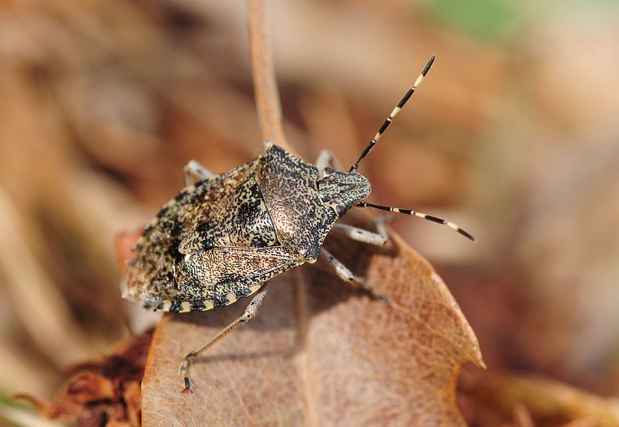 Pentatomidae: Rhaphigaster nebulosa dell''Abruzzo (AQ)