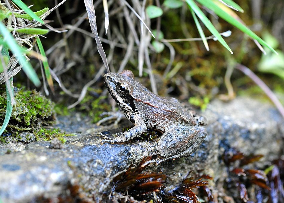 Convivenza ululone, tritone,rana