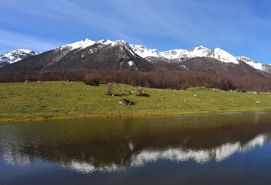 Tritone punteggiato in fase terricola