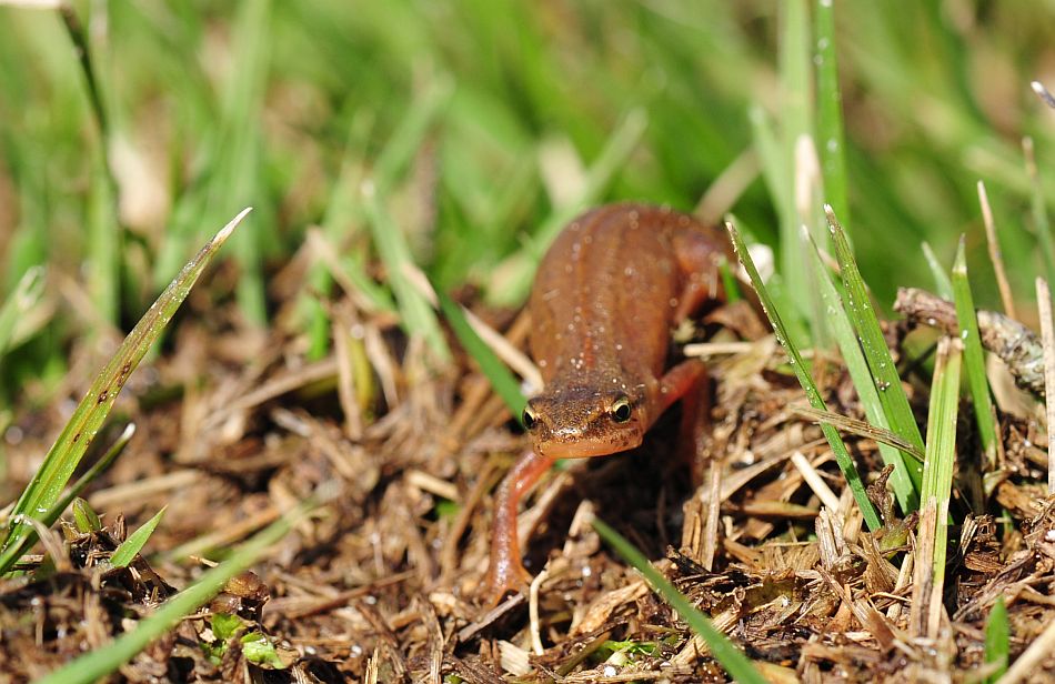 Tritone punteggiato in fase terricola