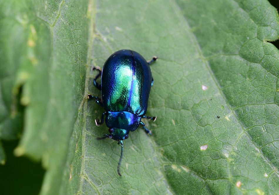 Oreina alpestris marsicana