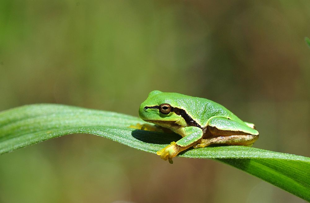 Giovane raganella italiana