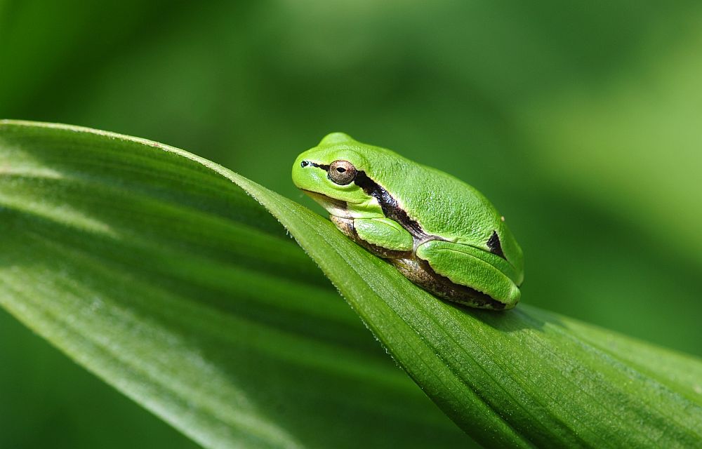 Giovane raganella italiana