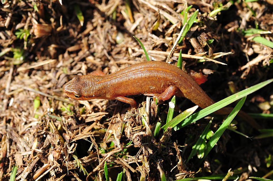 Tritone punteggiato in fase terricola