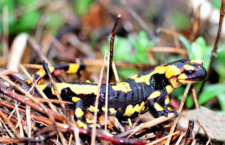 Finalmente la salamandra