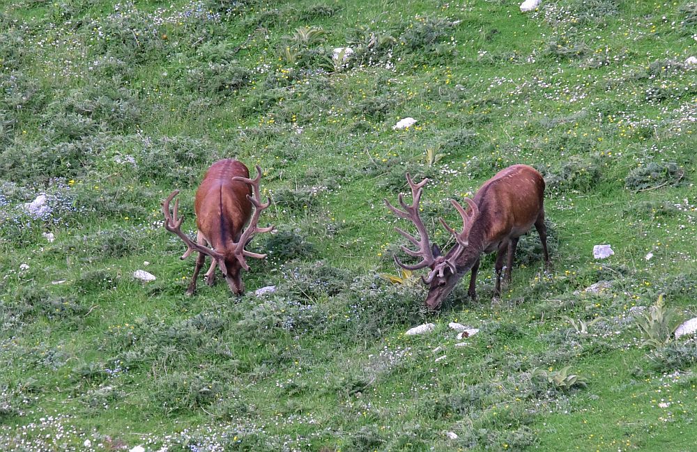 Branco di cervi in alta quota