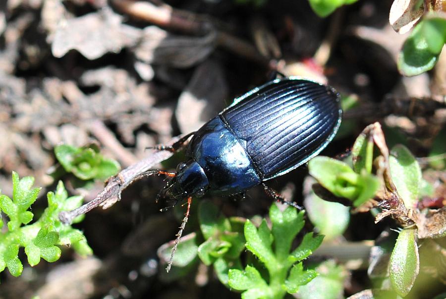 carabide da determinare: Amara ovata