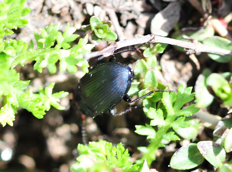 carabide da determinare: Amara ovata