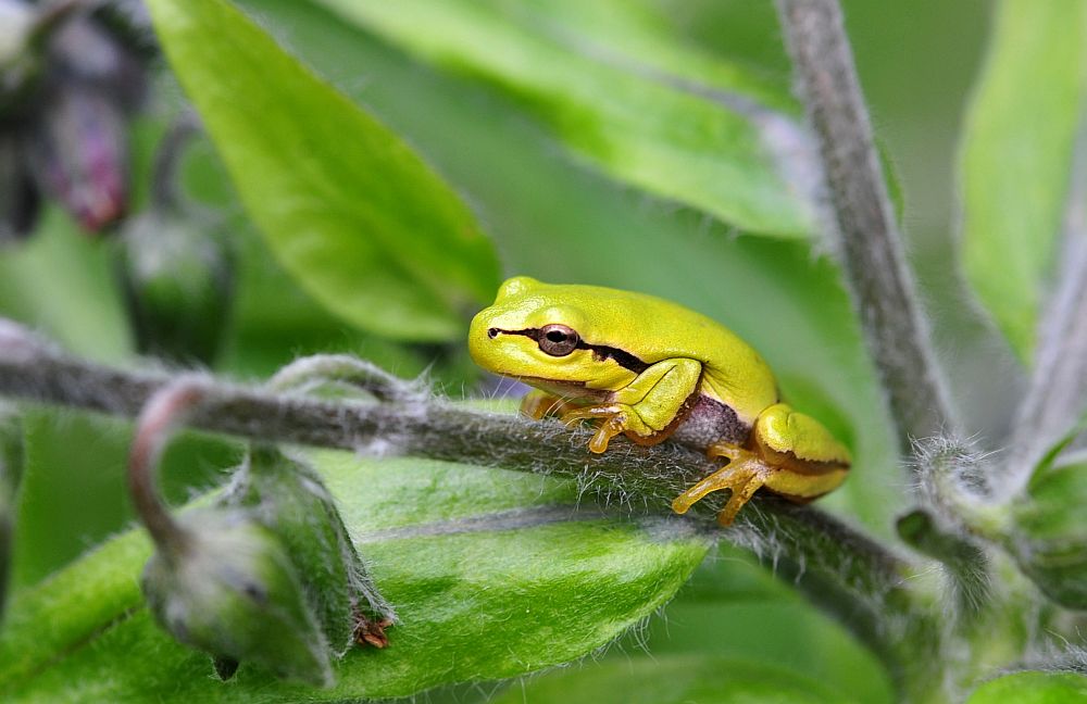 Giovane raganella italiana