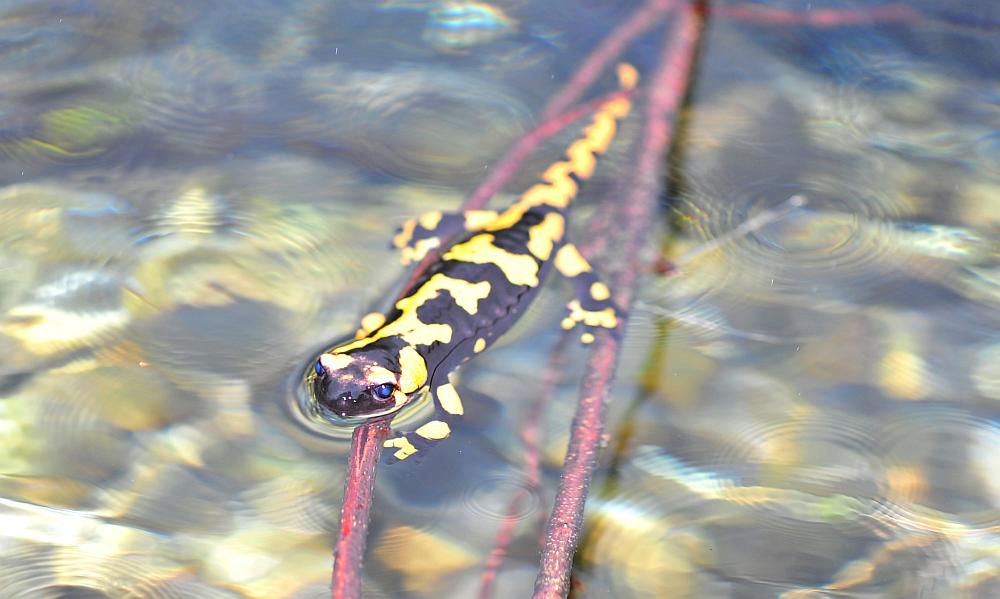 Finalmente la salamandra