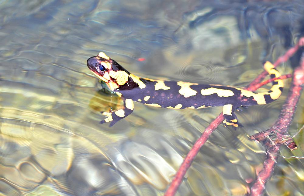 Finalmente la salamandra