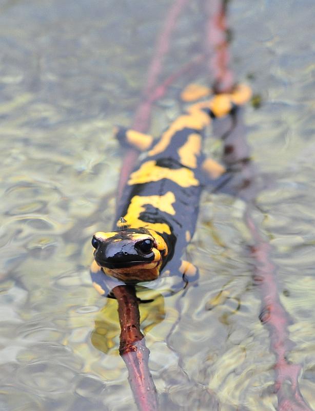 Finalmente la salamandra