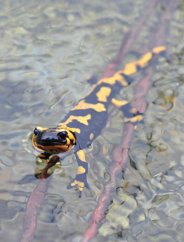 Finalmente la salamandra