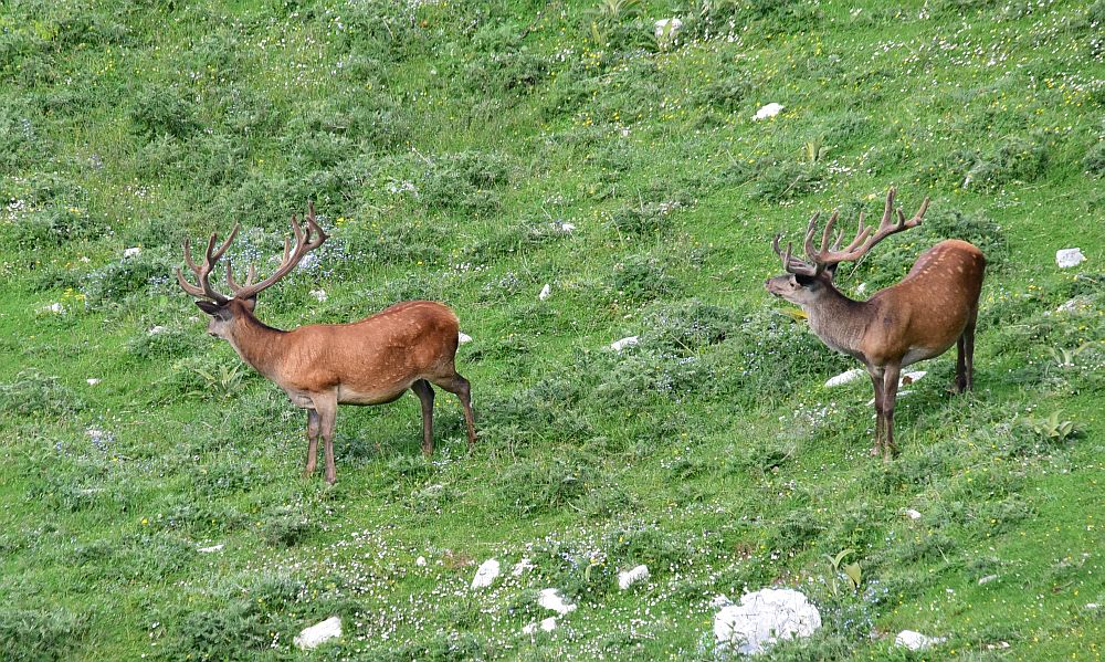 Branco di cervi in alta quota