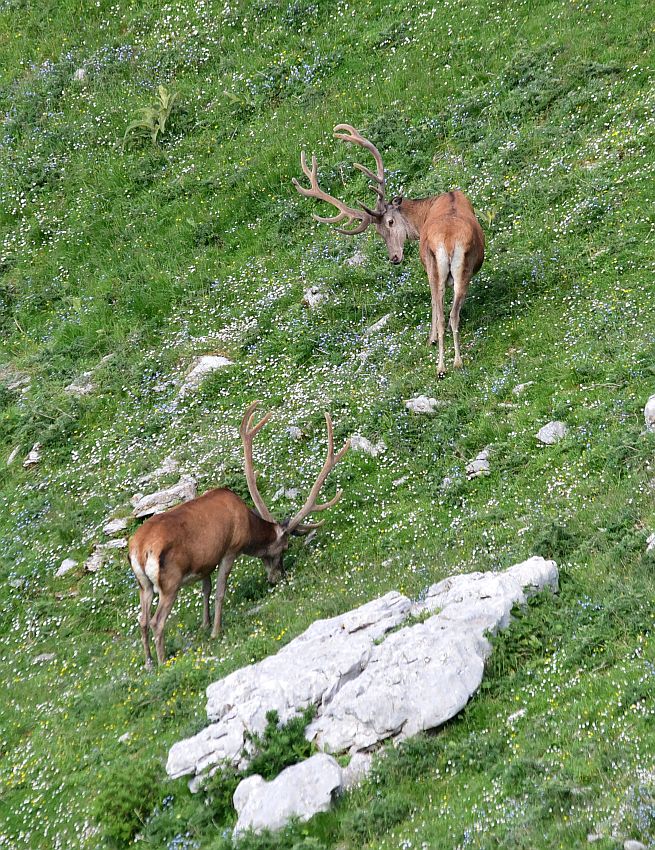 Branco di cervi in alta quota