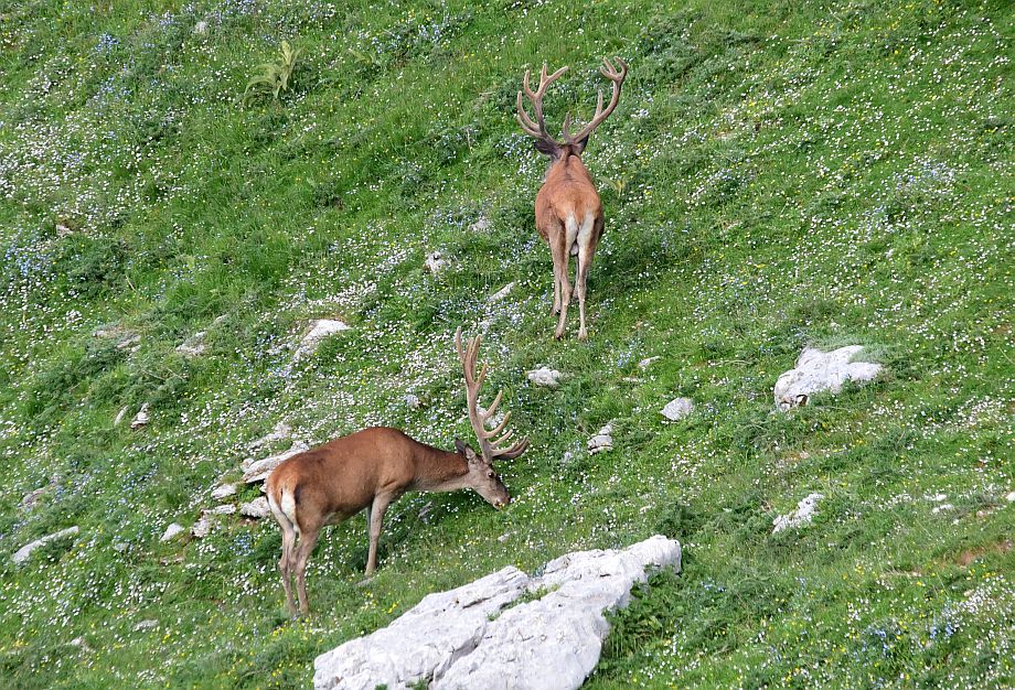 Branco di cervi in alta quota