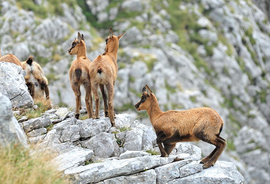 Camoscio appenninico - Rupicapra pyrenaica ornata