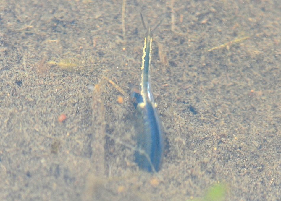 Chirocephalus diaphanus in Molise