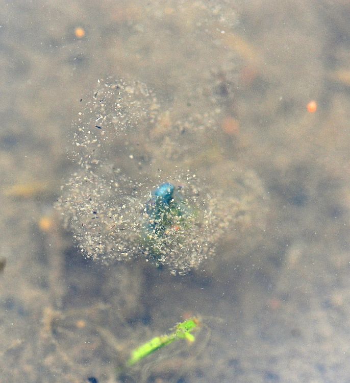 Chirocephalus diaphanus in Molise