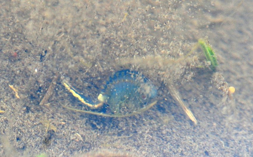 Chirocephalus diaphanus in Molise