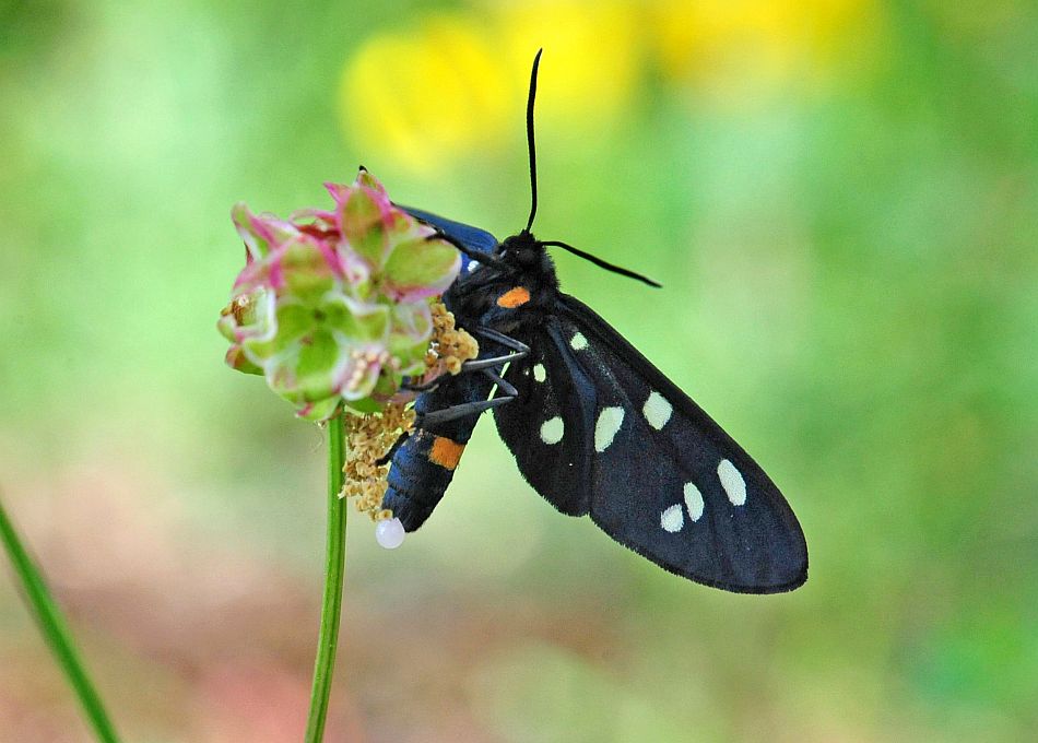 Deposizione (?) di Amata phegea