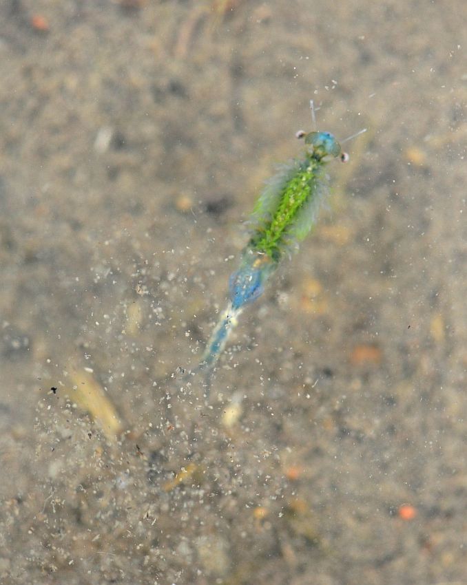 Chirocephalus diaphanus in Molise