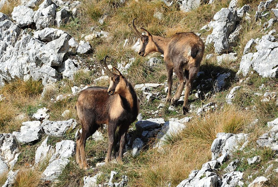 Camoscio appenninico - Rupicapra pyrenaica ornata