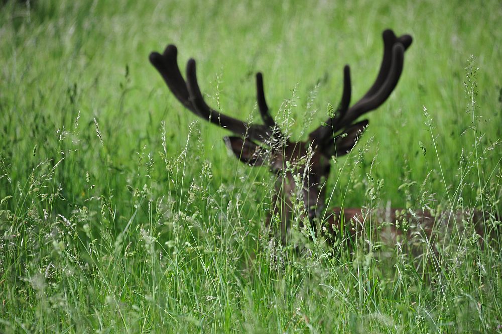 Il bramito dei cervi nel PNALM