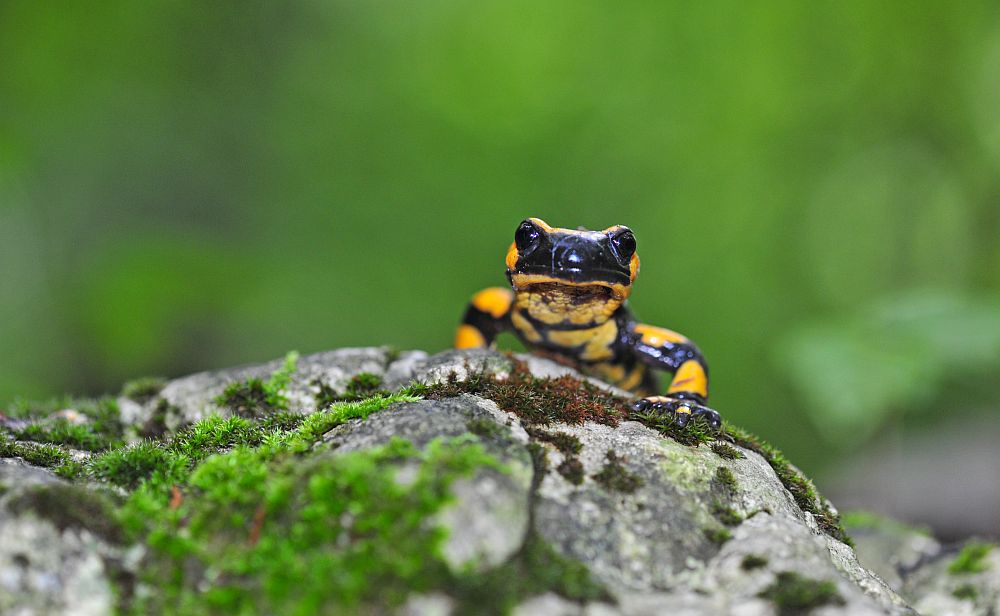 Il pasto della salamandra