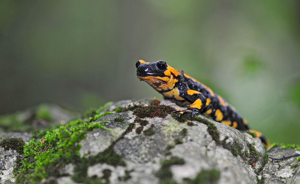 Il pasto della salamandra