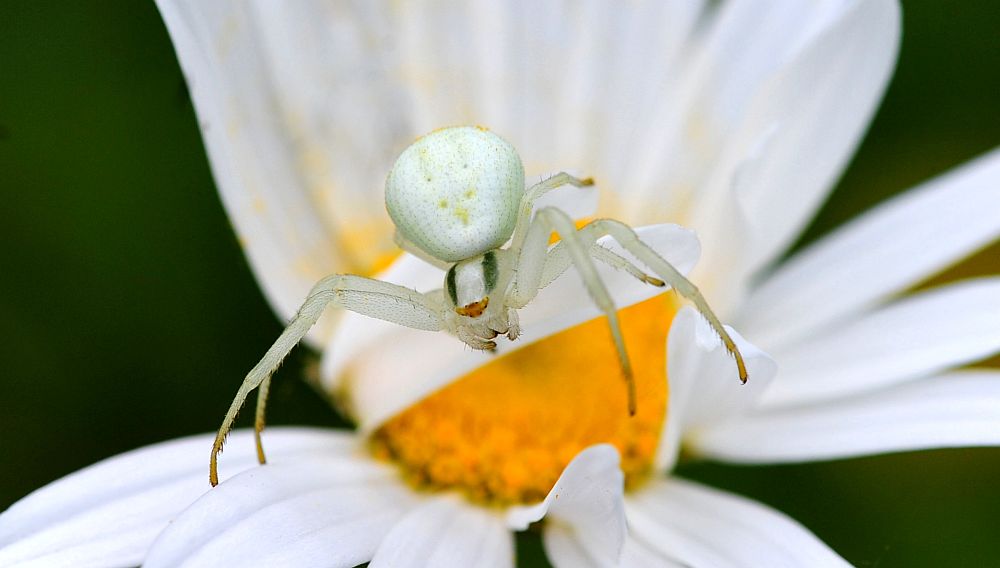 Misumena vatia - Opi (AQ)