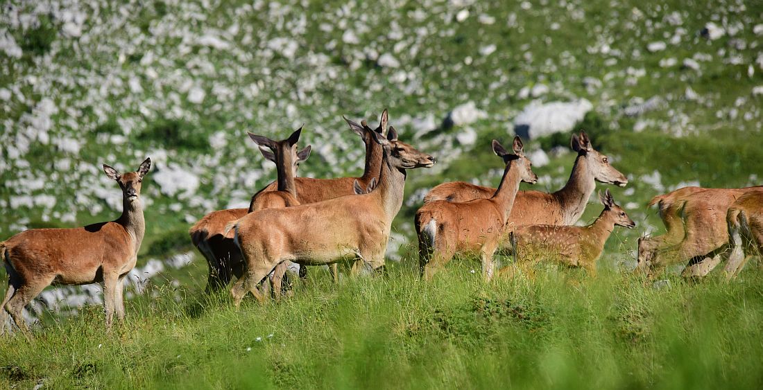 Branco di cervi in alta quota