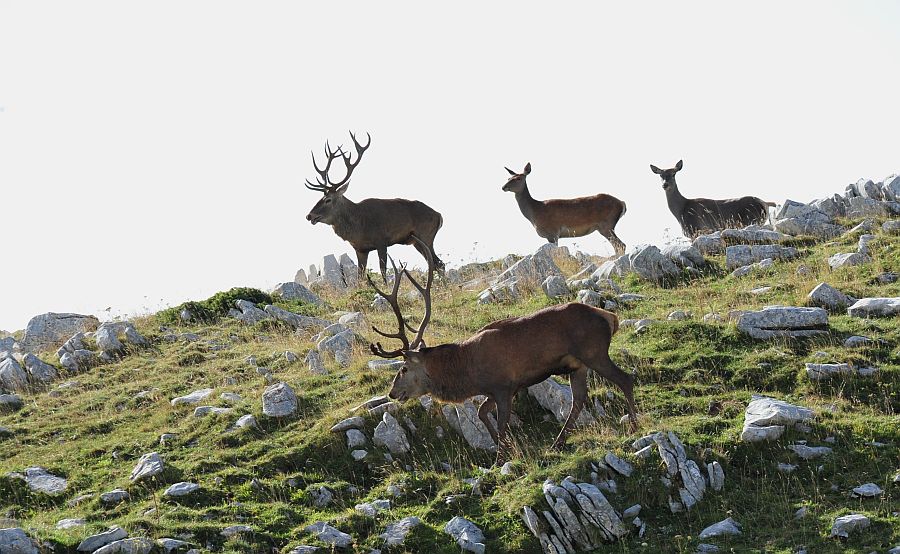 Bramiti nel Parco Nazionale d''Abruzzo