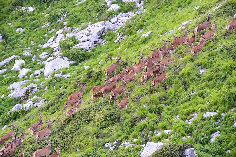 Branco di cervi in alta quota