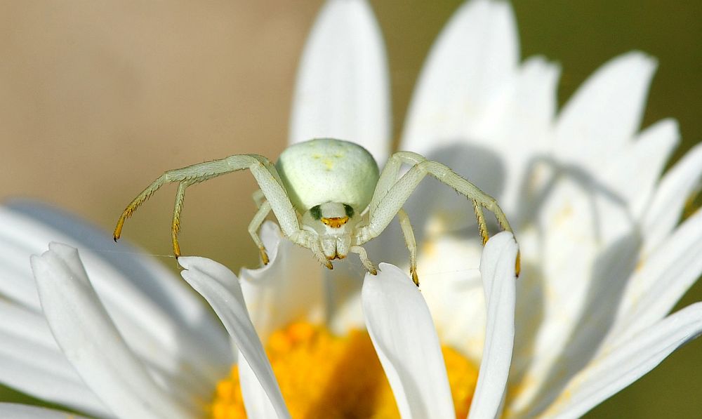 Misumena vatia - Opi (AQ)