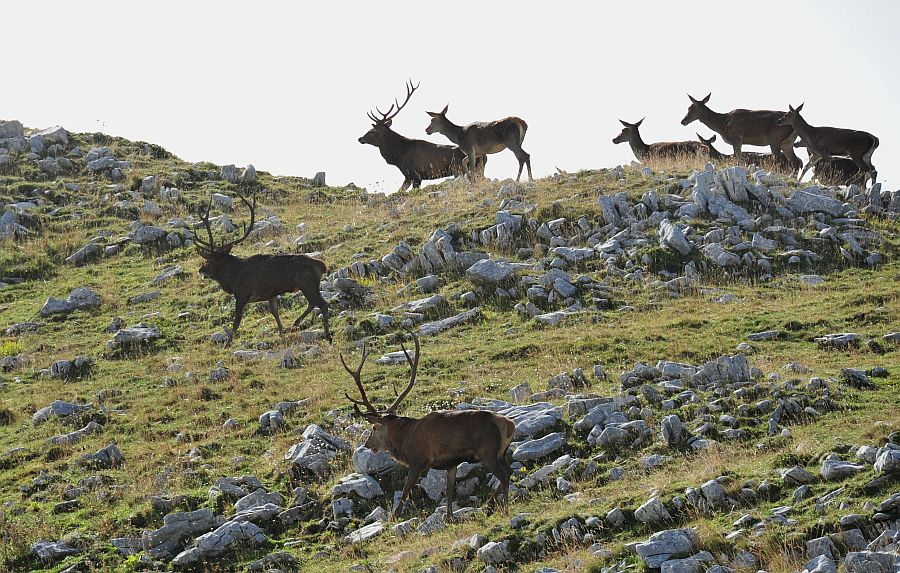 Bramiti nel Parco Nazionale d''Abruzzo