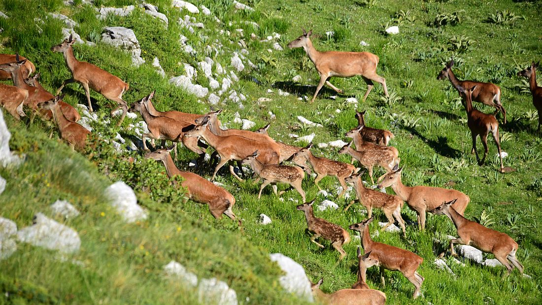 Branco di cervi in alta quota