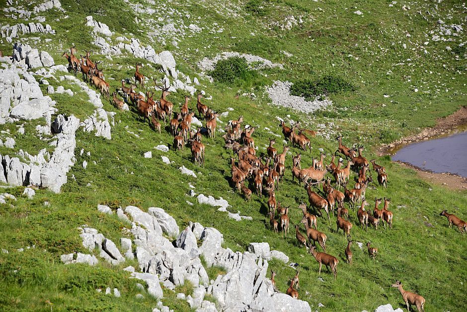 Branco di cervi in alta quota