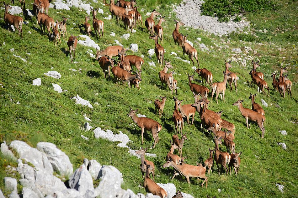 Branco di cervi in alta quota