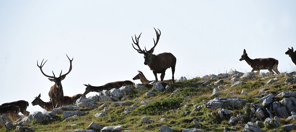 Bramiti nel Parco Nazionale d''Abruzzo