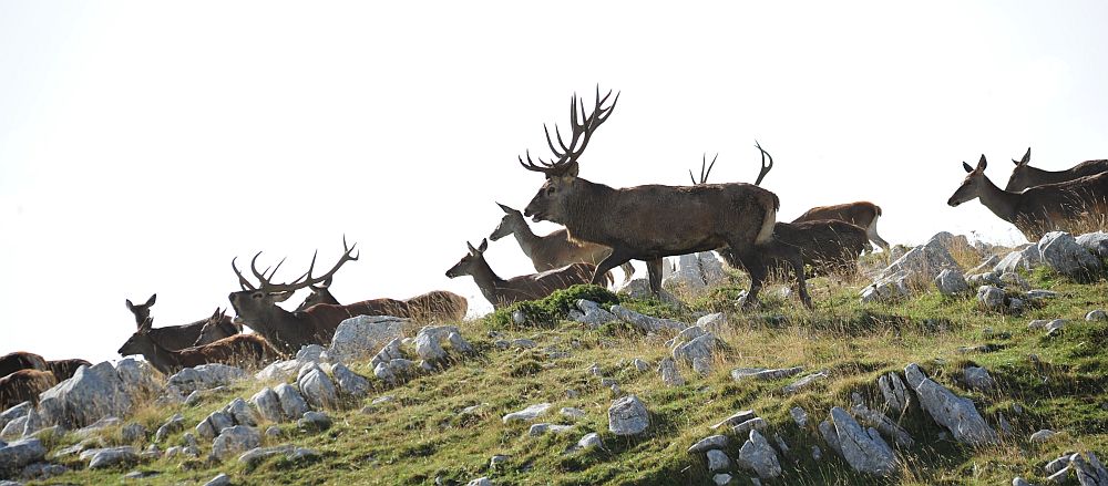 Bramiti nel Parco Nazionale d''Abruzzo