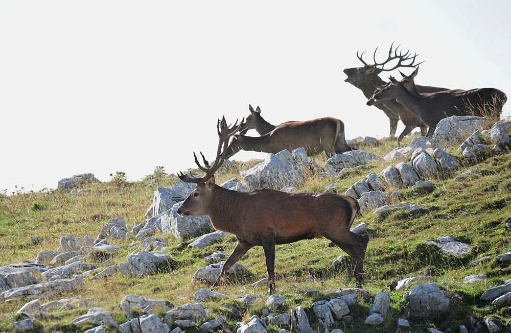 Bramiti nel Parco Nazionale d''Abruzzo