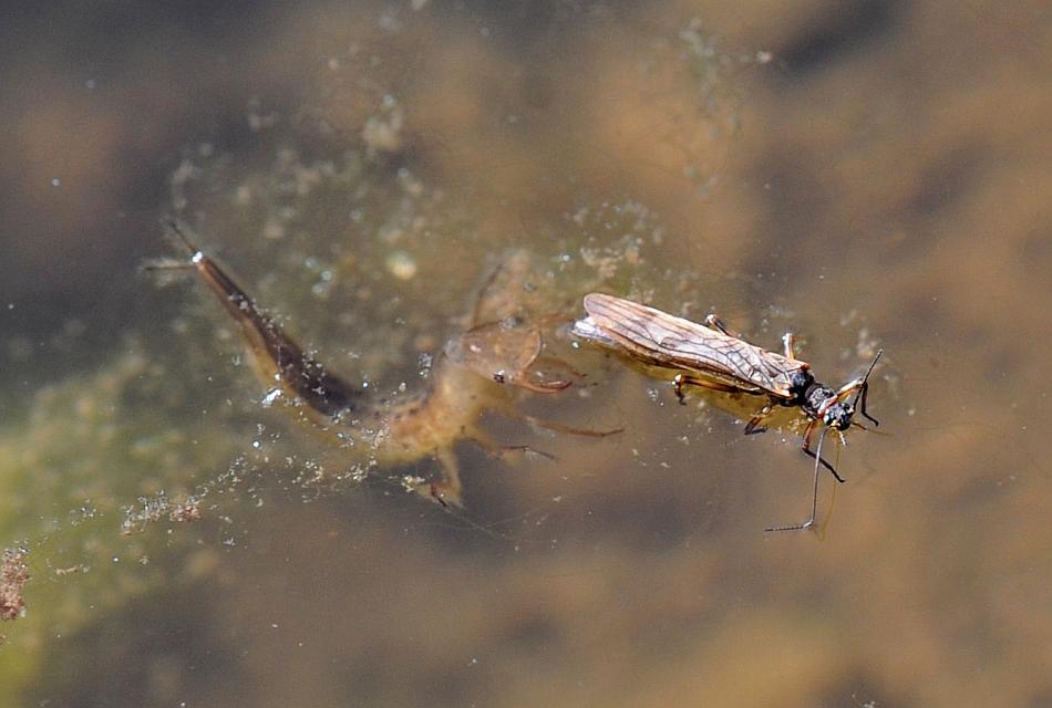 Predazione larva di dytuscus