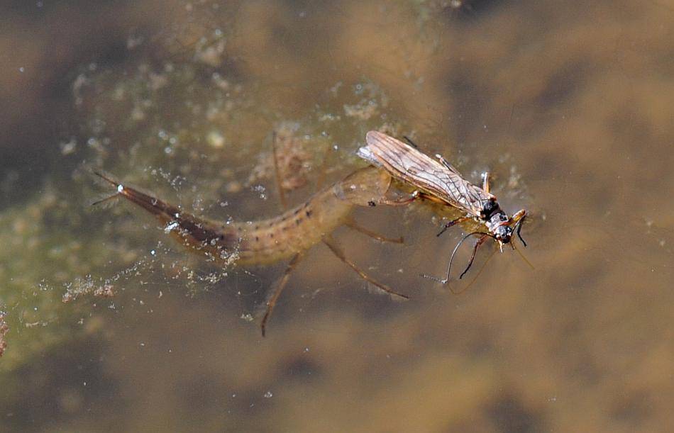 Predazione larva di dytuscus