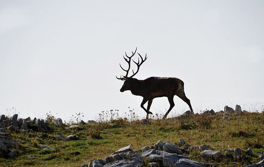 Bramiti nel Parco Nazionale d''Abruzzo