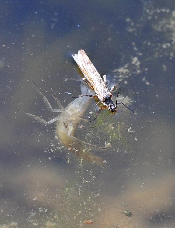 Predazione larva di dytuscus